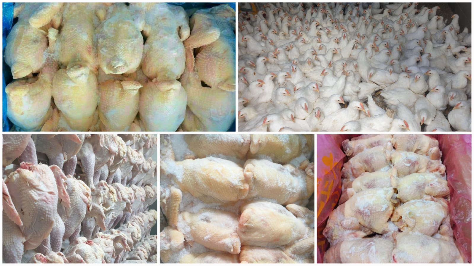 Poultry